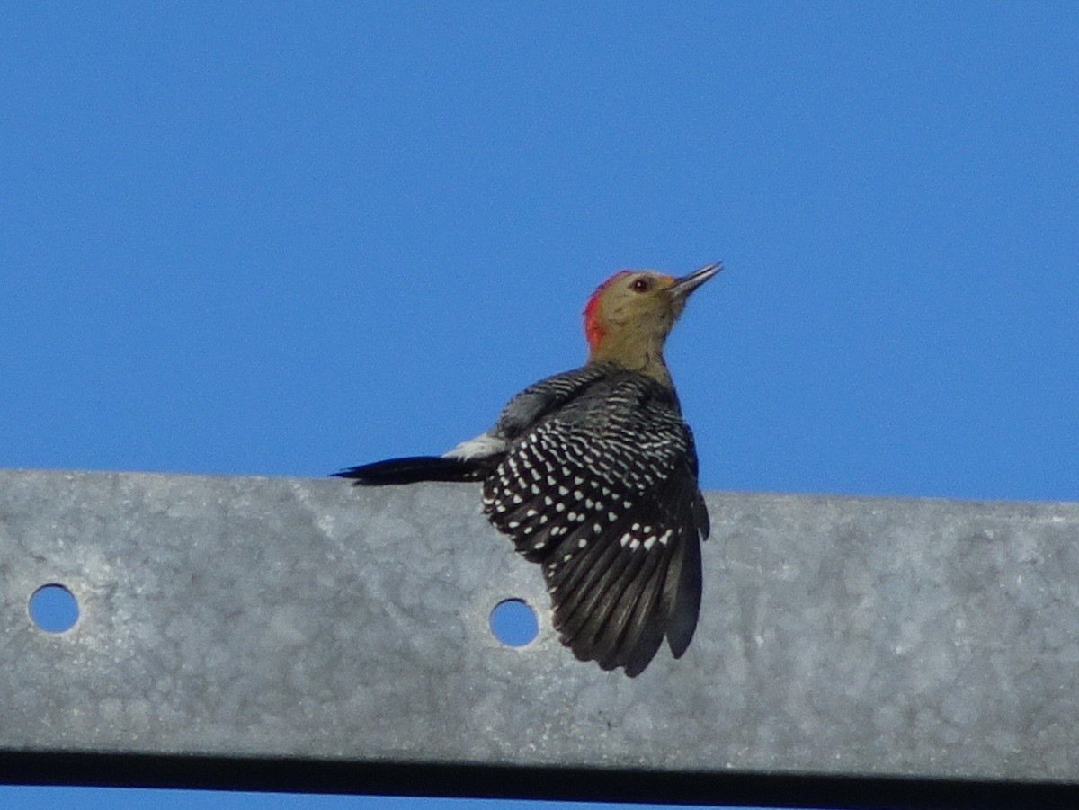 Yucatan Woodpecker - ML208170251