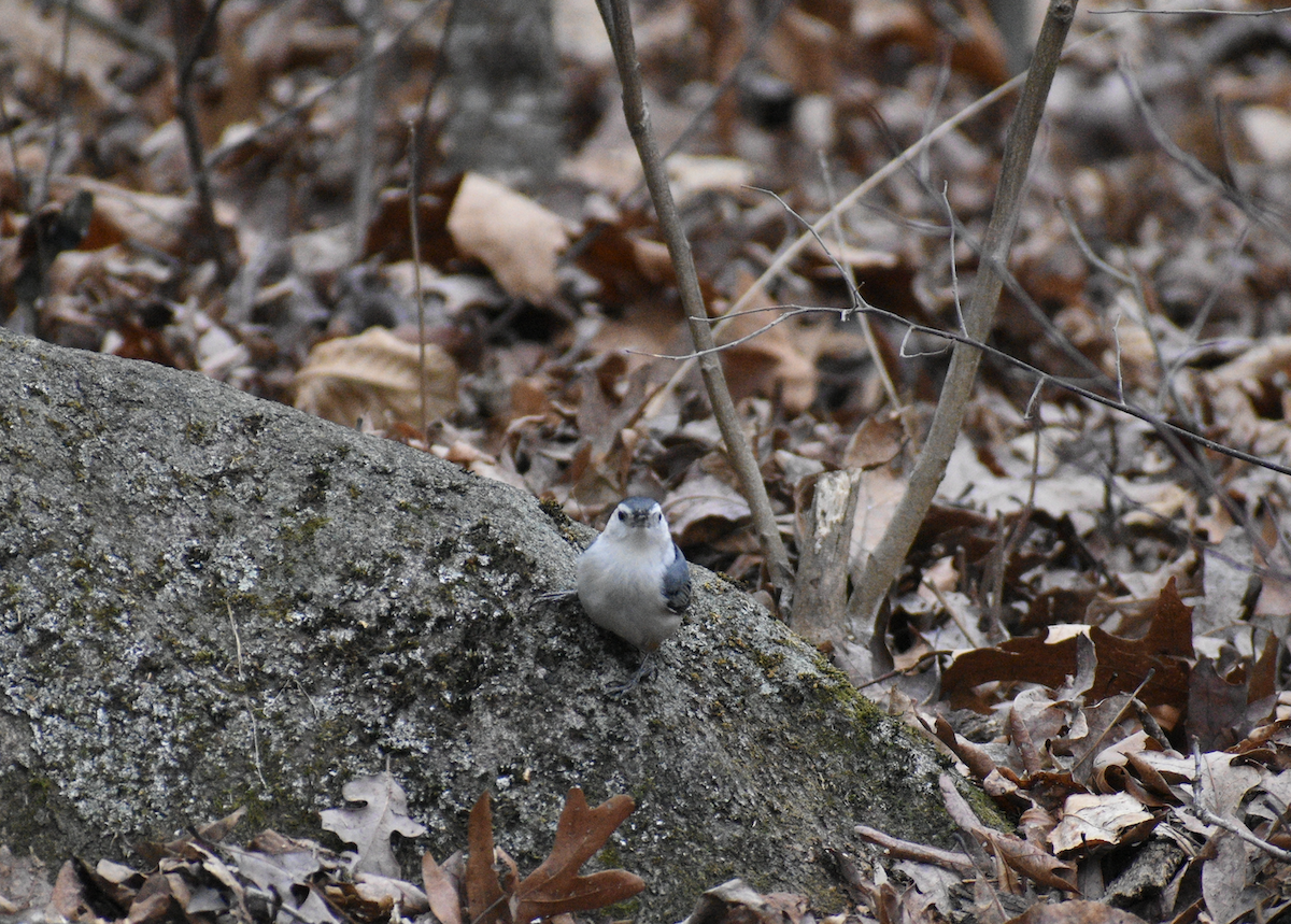 White-breasted Nuthatch - ML208170541