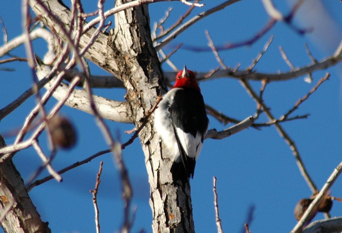 Red-headed Woodpecker - ML20817081