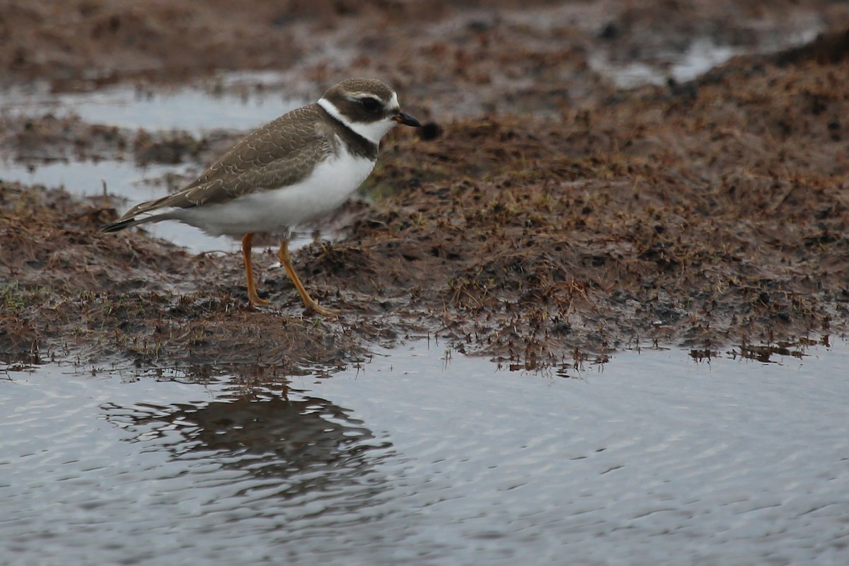 Semipalmated Plover - ML208170961