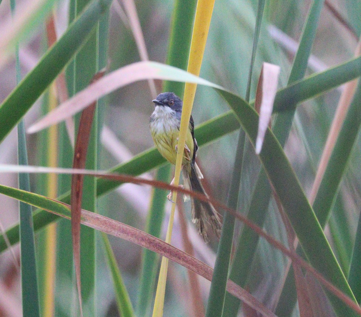 Yellow-bellied Prinia - Charlotte Byers