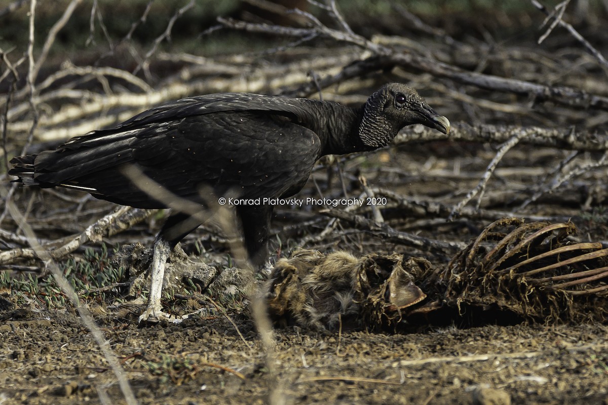 Black Vulture - Konrad Platovsky