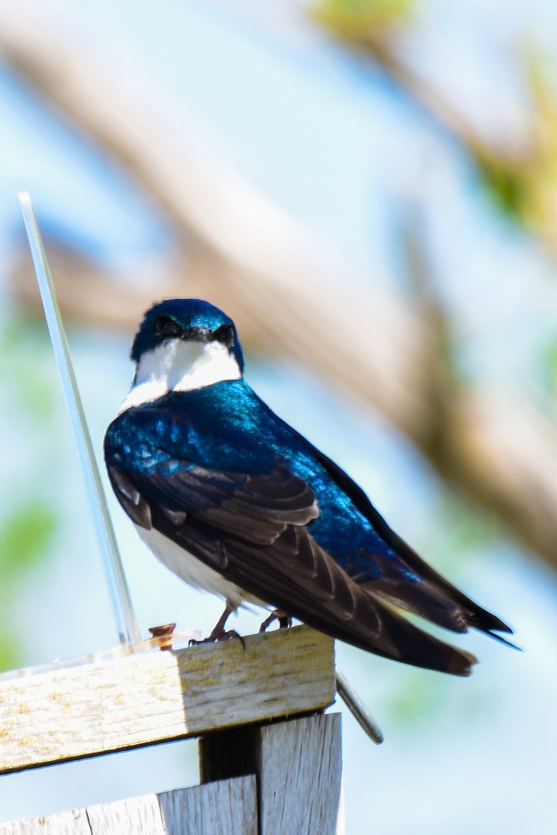 Tree Swallow - Carly Rodgers