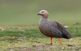 Ruddy-headed Goose, ML208185971