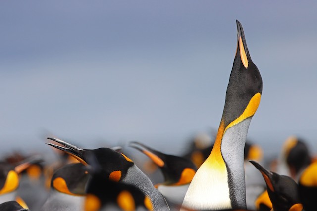 King Penguin - eBird
