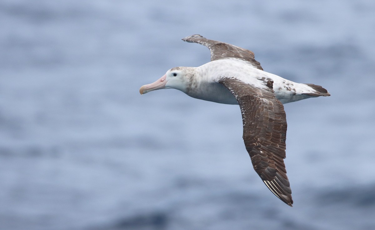 Albatros hurleur, A. de Tristan da Cunha ou A. des Antipodes - ML208191231