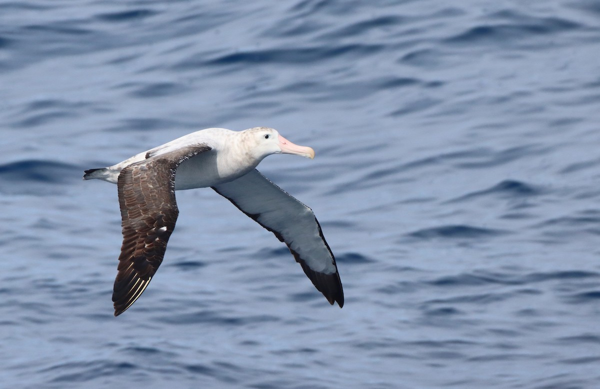 Albatros hurleur, A. de Tristan da Cunha ou A. des Antipodes - ML208194331