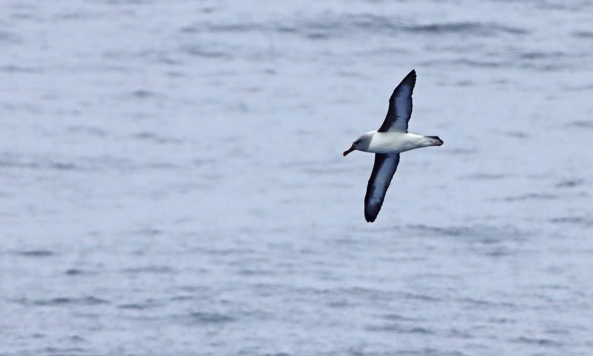 albatros šedohlavý - ML208195671