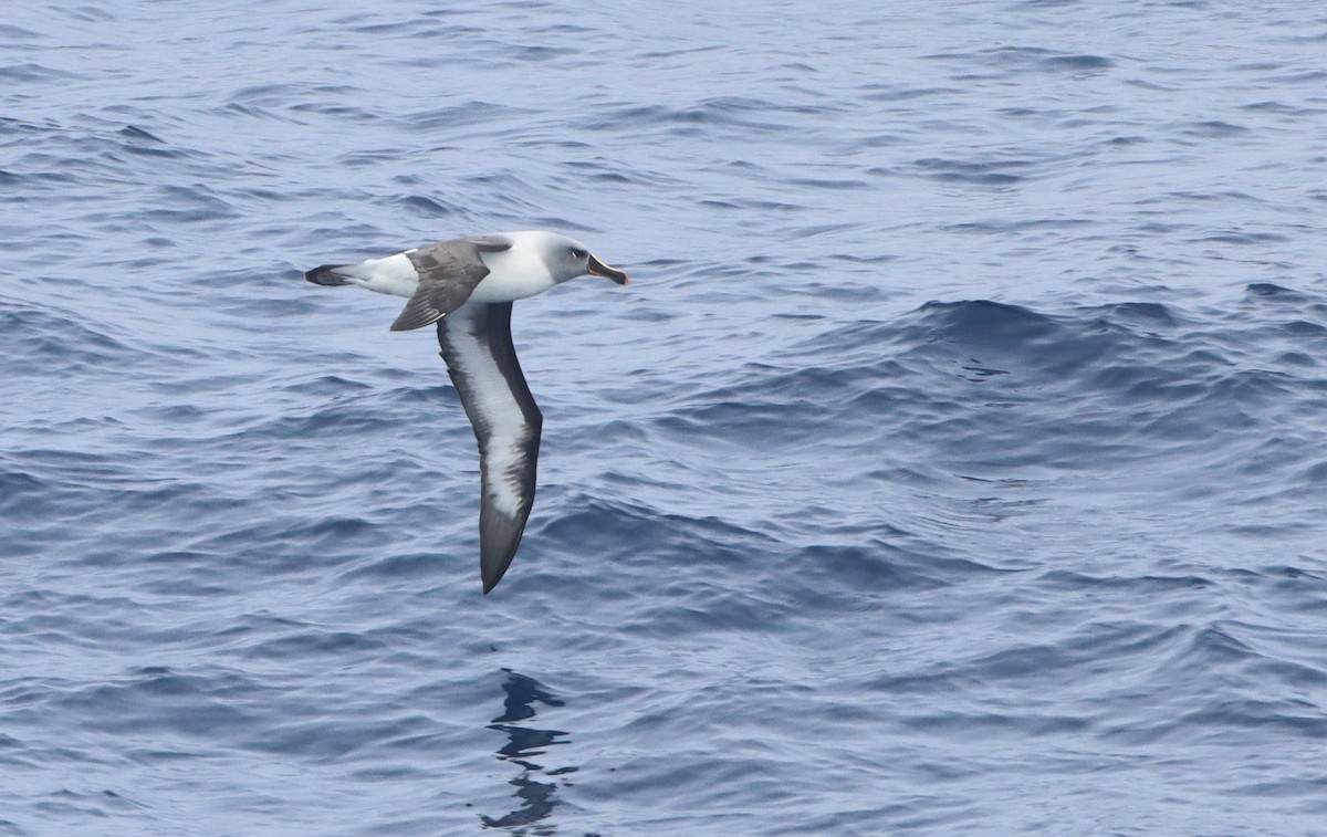 albatros šedohlavý - ML208195731