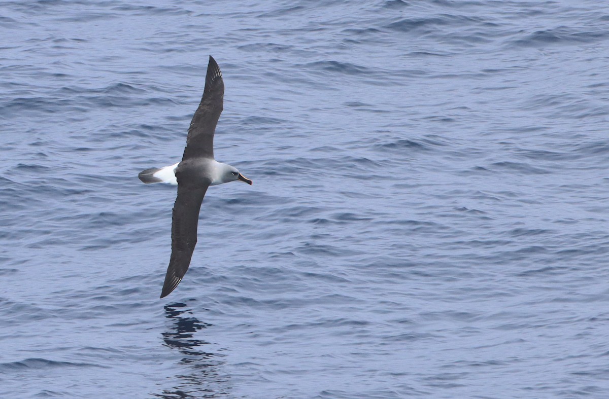 albatros šedohlavý - ML208195751