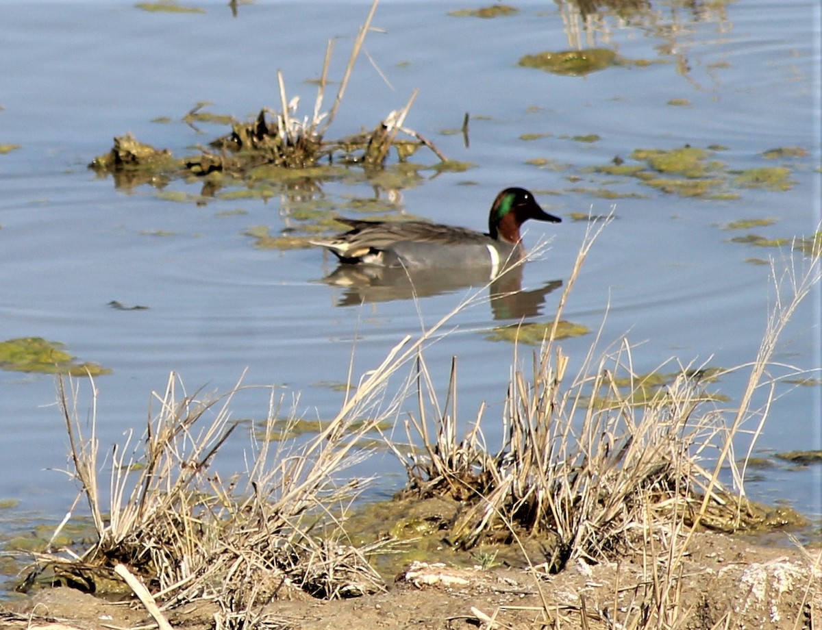 Green-winged Teal - ML208196051