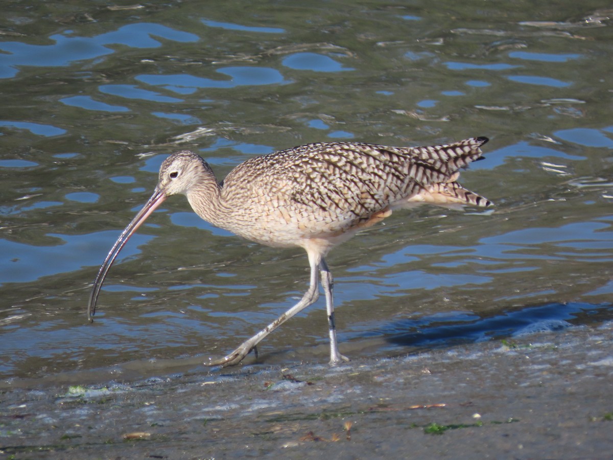 Long-billed Curlew - ML208200241
