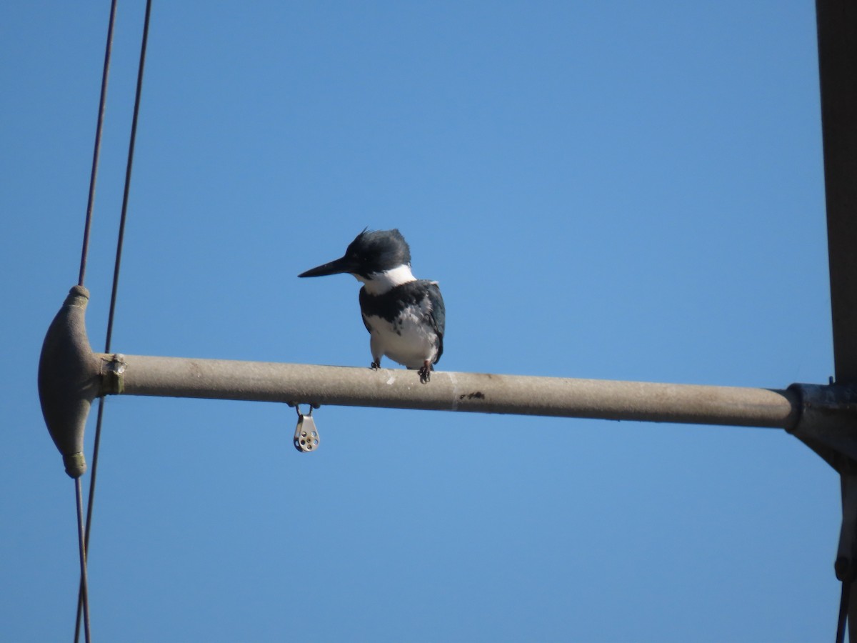 Belted Kingfisher - ML208200401