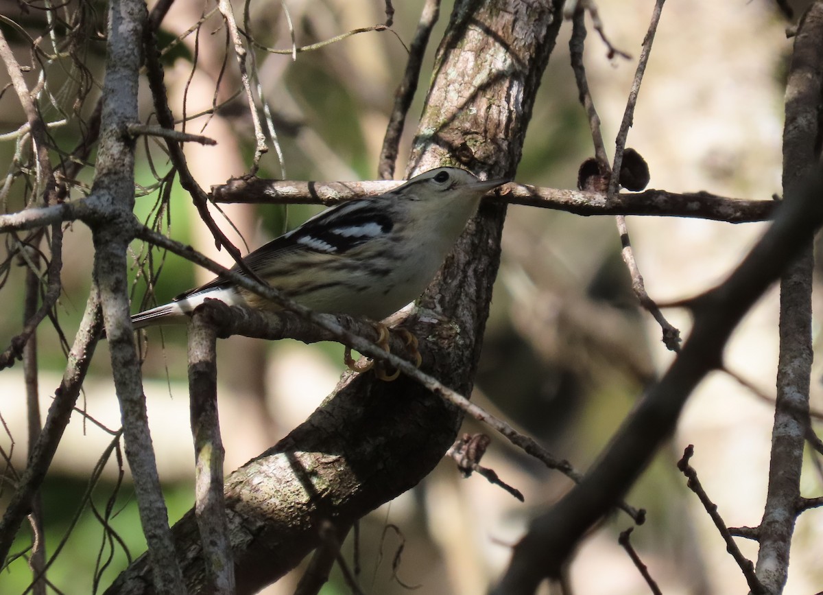 Black-and-white Warbler - Susan Young