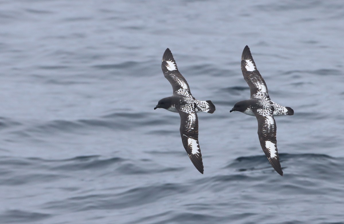 Cape Petrel (Antarctic) - Luke Seitz