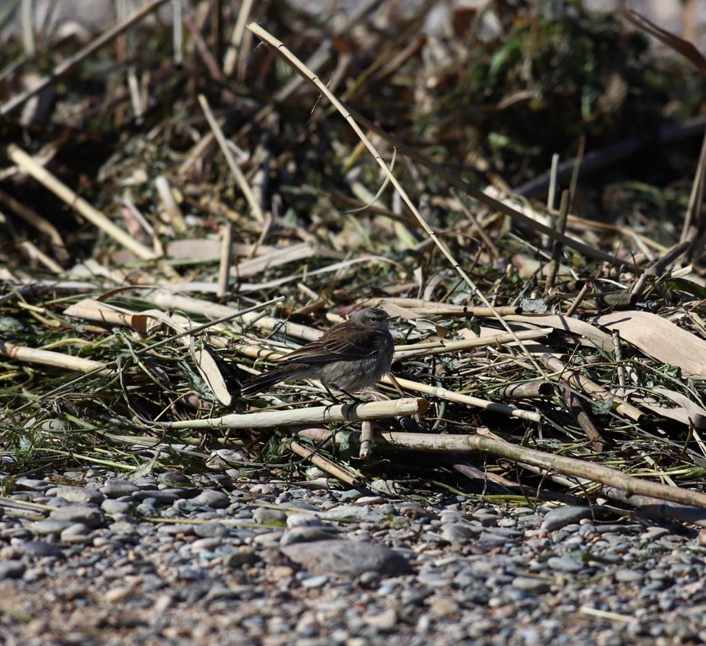 Water Pipit - ML208202411