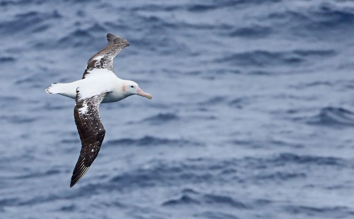 albatros stěhovavý - ML208204901
