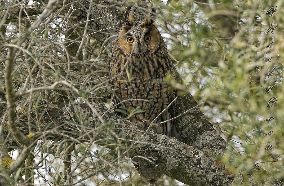 Long-eared Owl - Ricky Owen