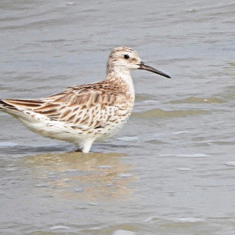 Great Knot - ML208207151