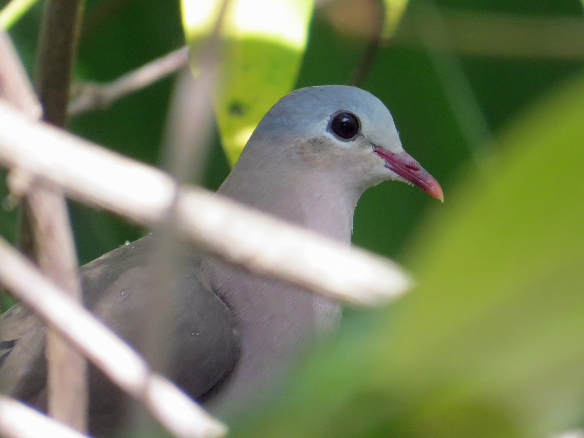 Blue-spotted Wood-Dove - ML208212781