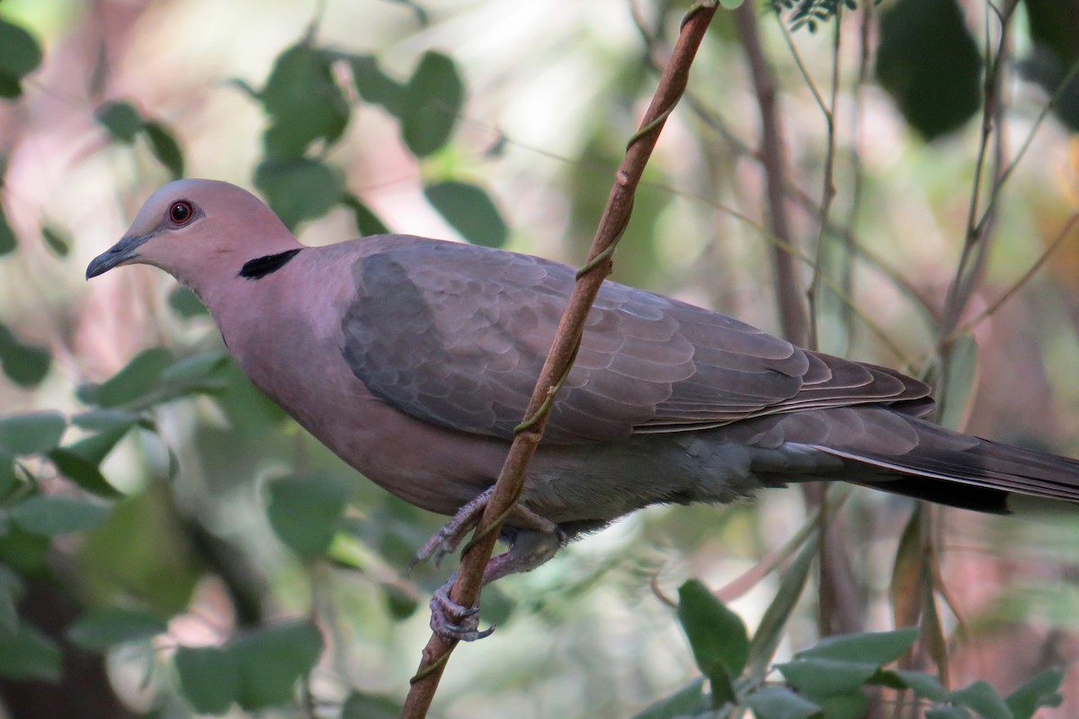 Red-eyed Dove - ML208213831