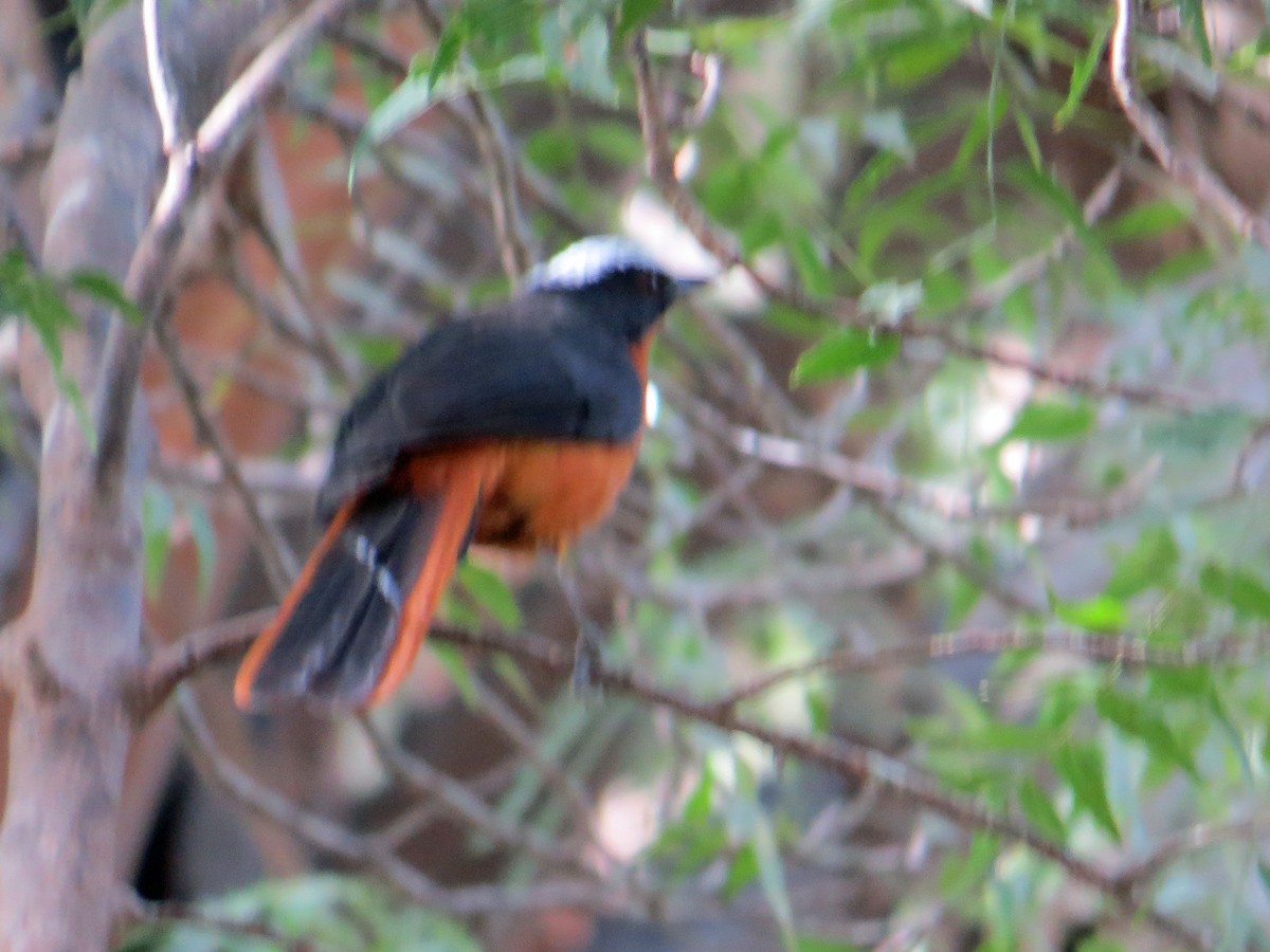 White-crowned Robin-Chat - ML208214001