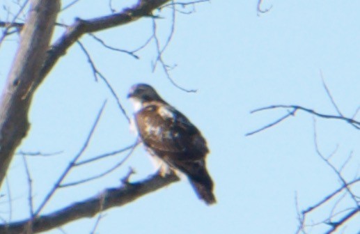 Red-tailed Hawk - ML208215061