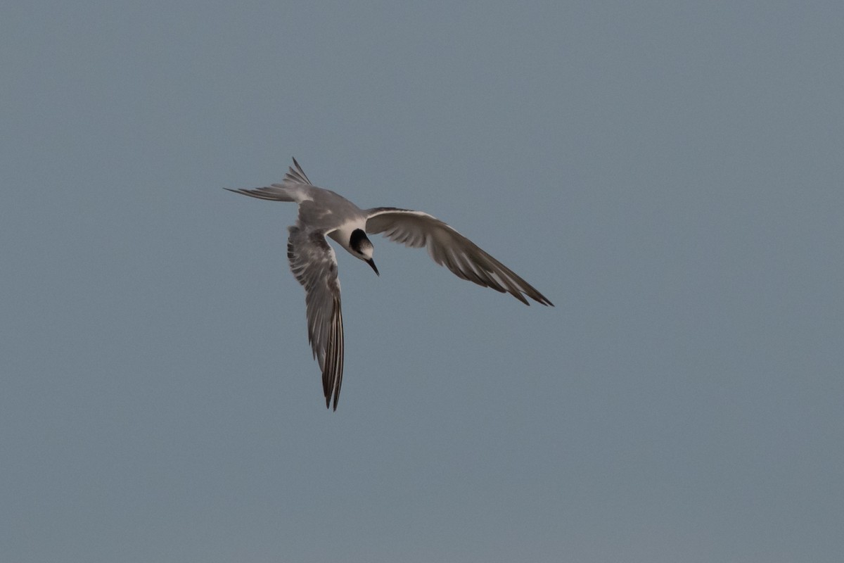Common Tern - Pablo Re