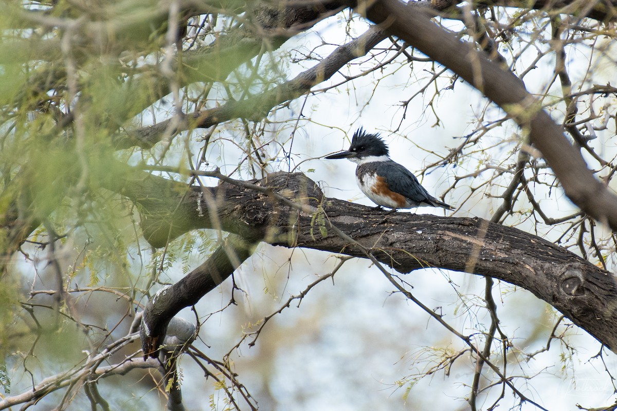 Belted Kingfisher - ML208219501