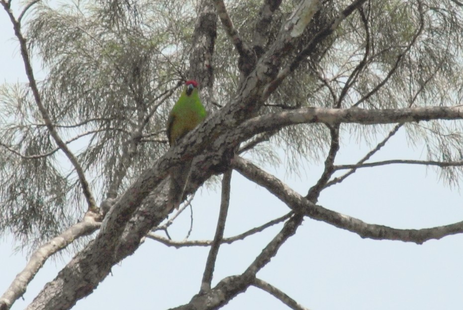 New Caledonian Parakeet - ML208220701