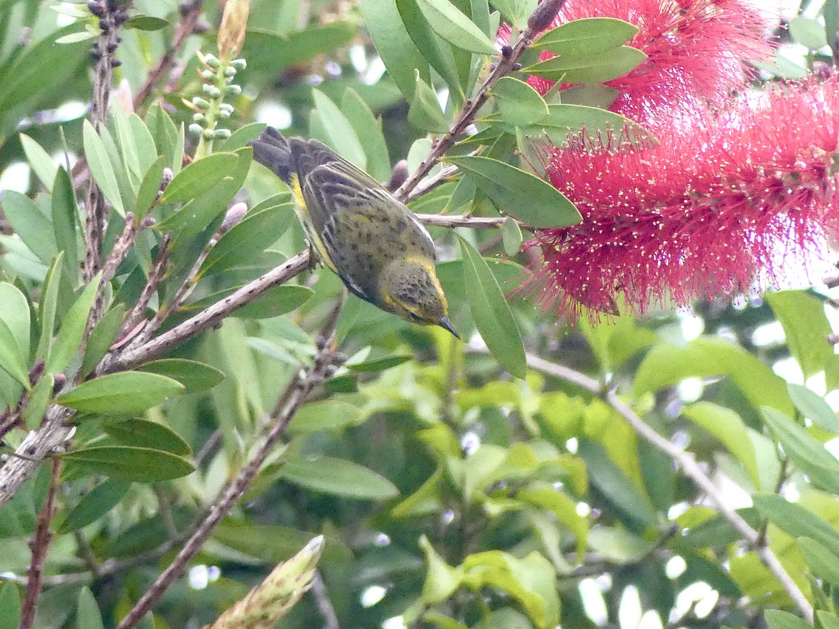 Cape May Warbler - ML208222251