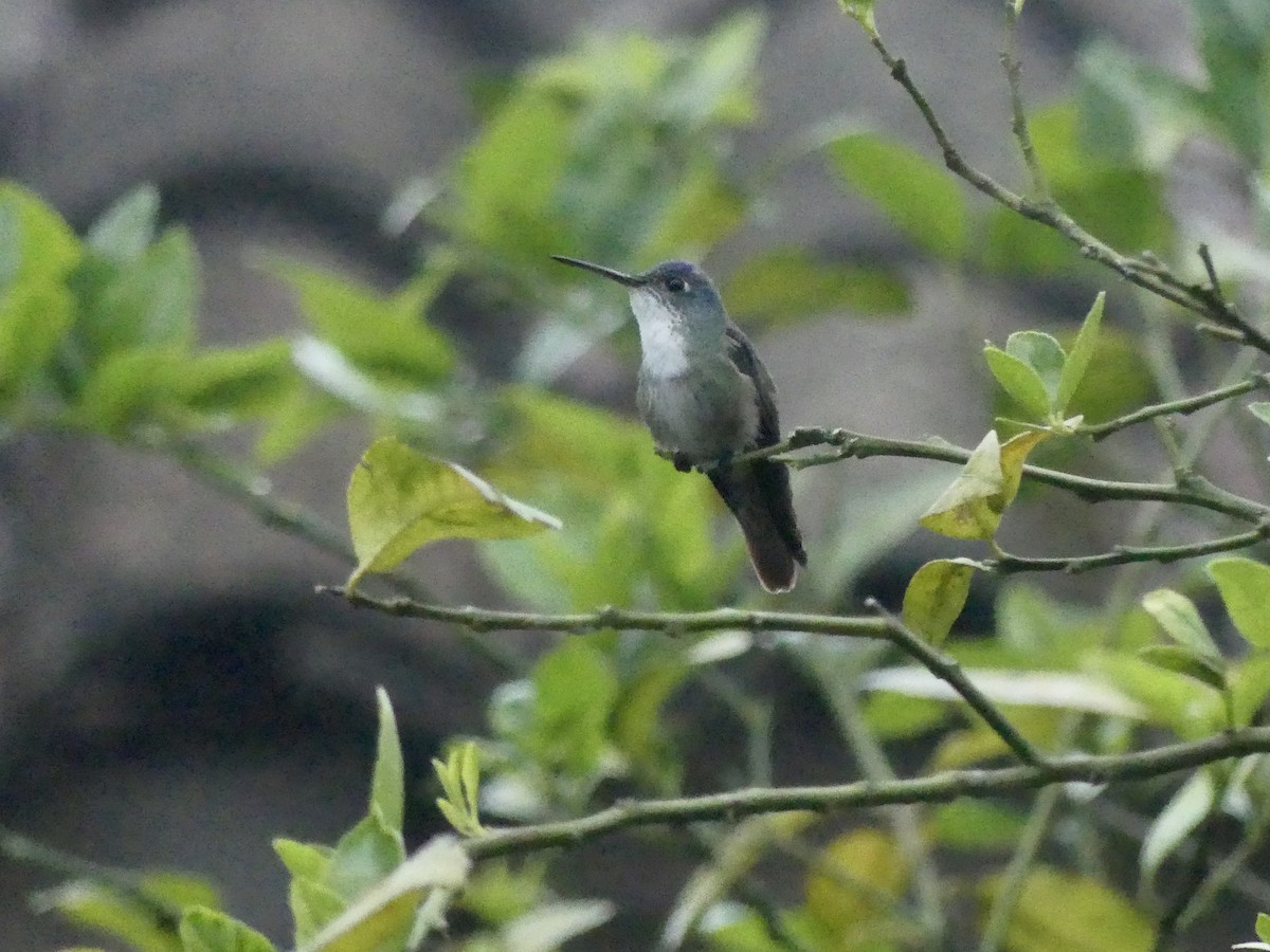 Azure-crowned Hummingbird - ML208224851