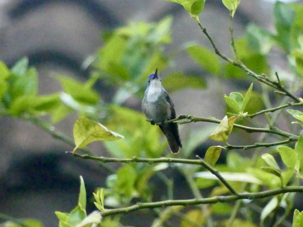 Azure-crowned Hummingbird - Laura Blutstein