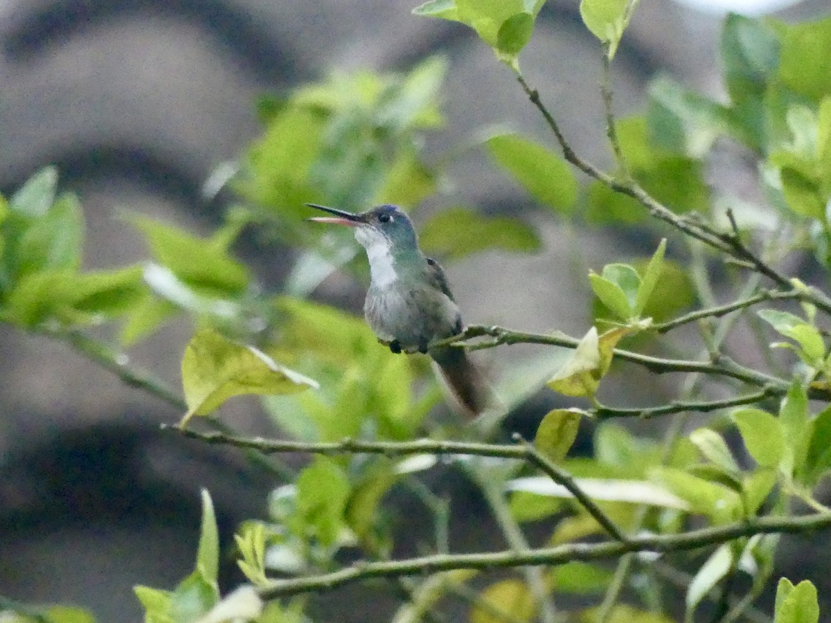 Azure-crowned Hummingbird - ML208225191