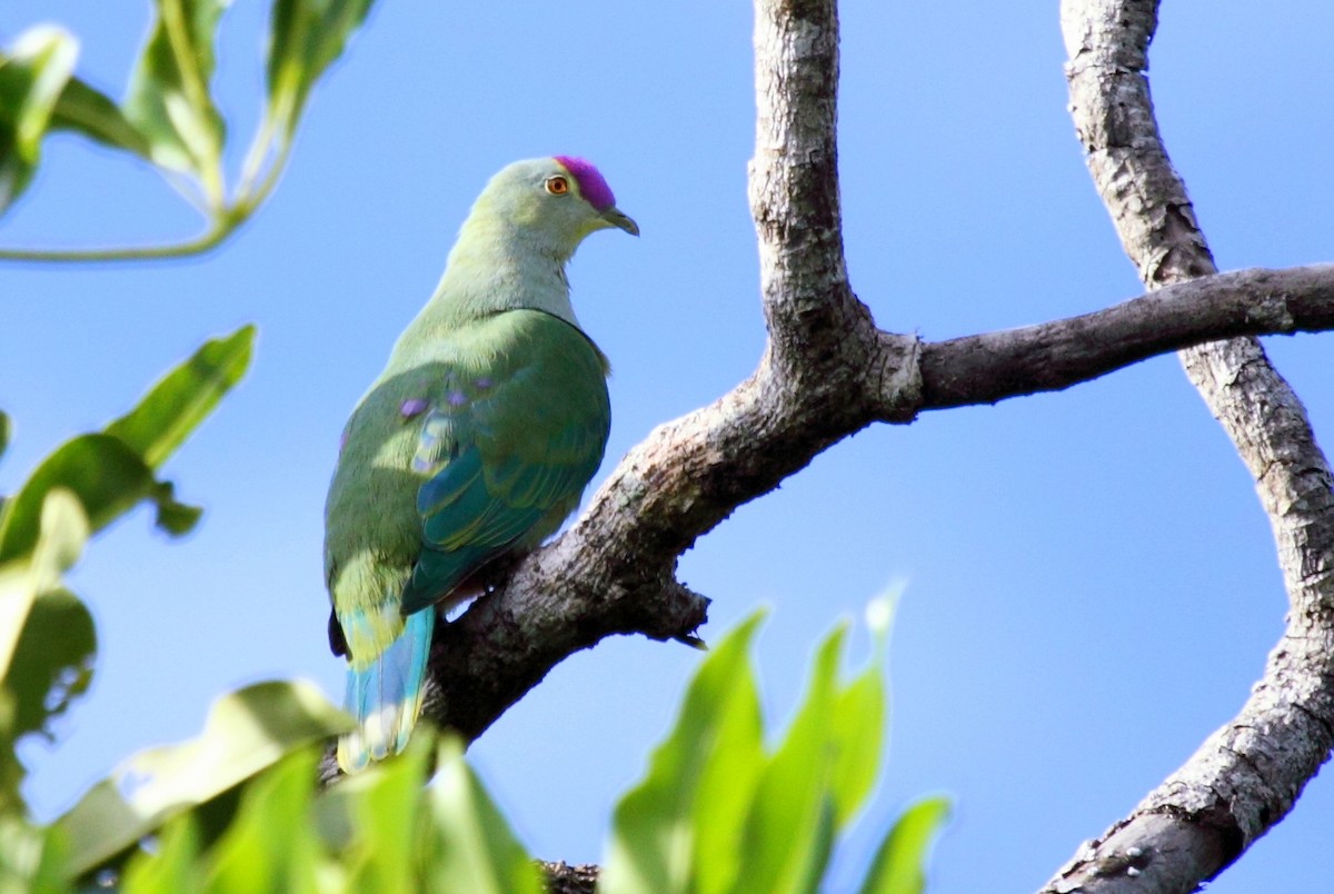 Red-bellied Fruit-Dove - ML208227241