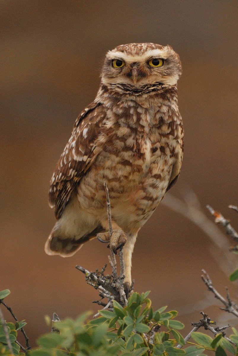 Burrowing Owl - ML208227981