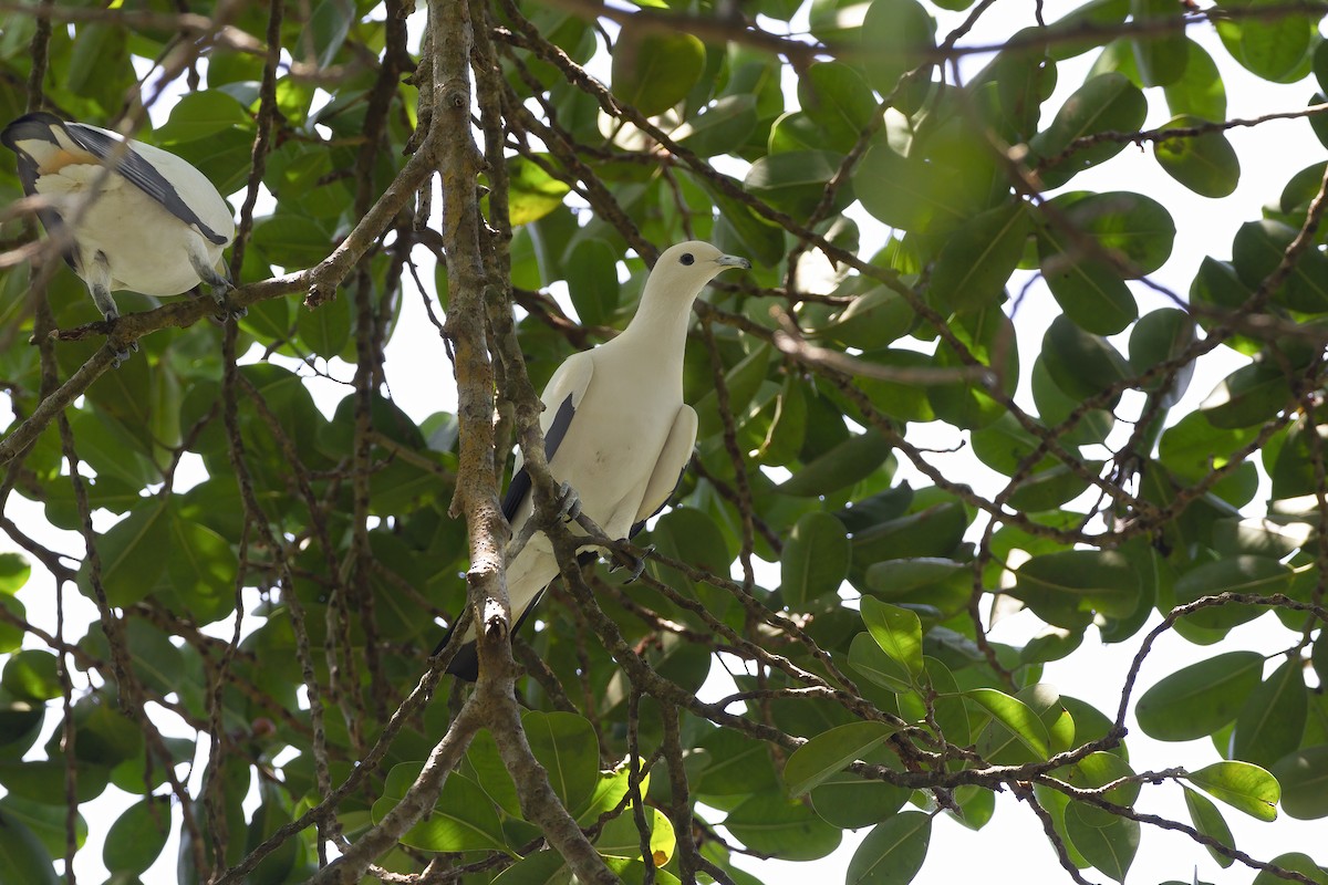 Pied Imperial-Pigeon - ML208229641
