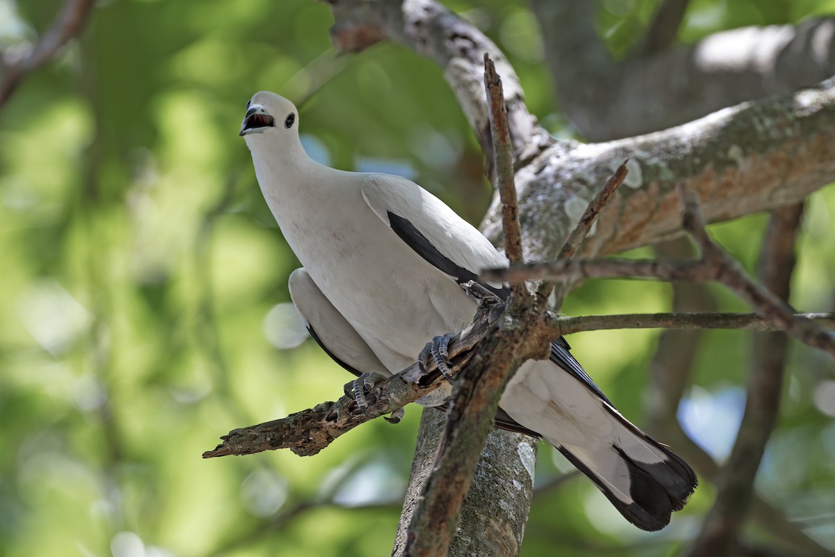 Pied Imperial-Pigeon - Marco Valentini