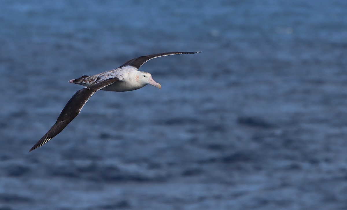 albatros stěhovavý - ML208230161