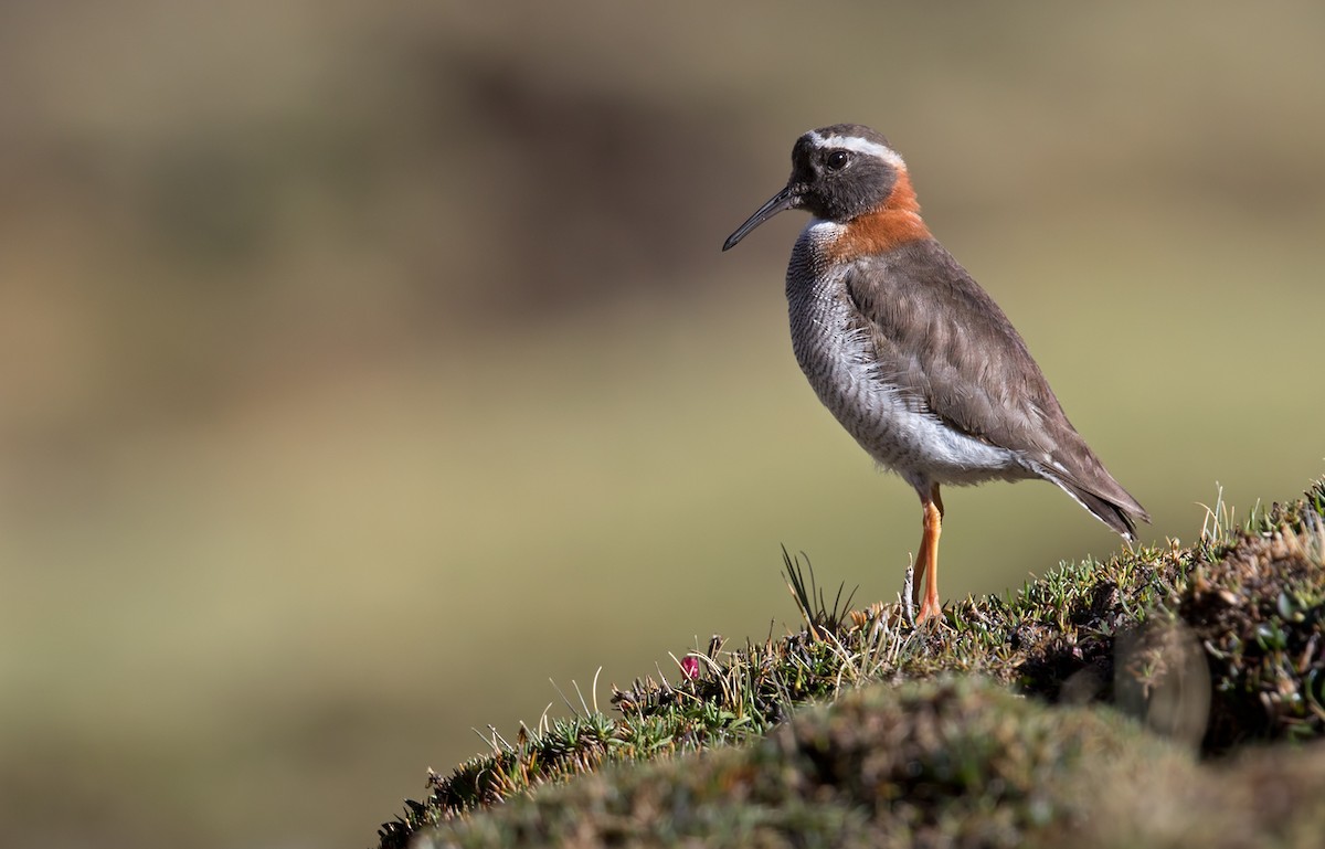 Diademed Sandpiper-Plover - Lars Petersson | My World of Bird Photography