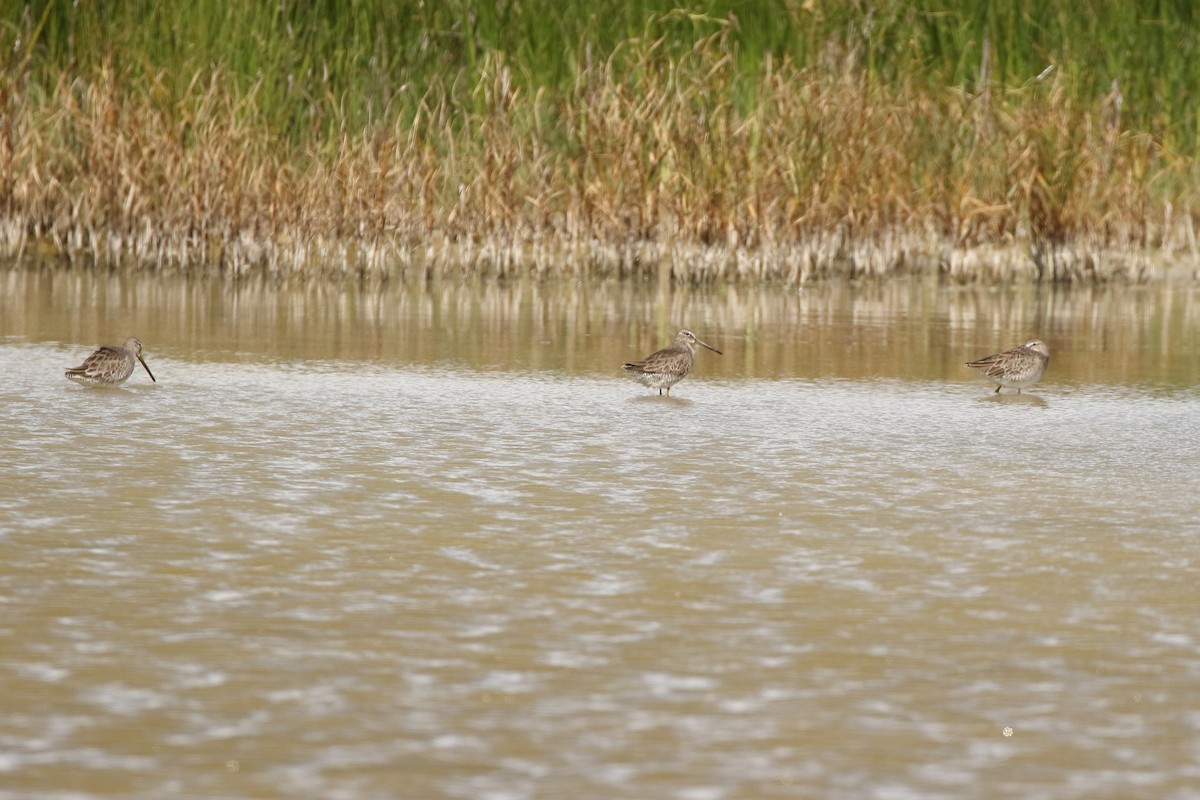 Long-billed Dowitcher - ML208234341