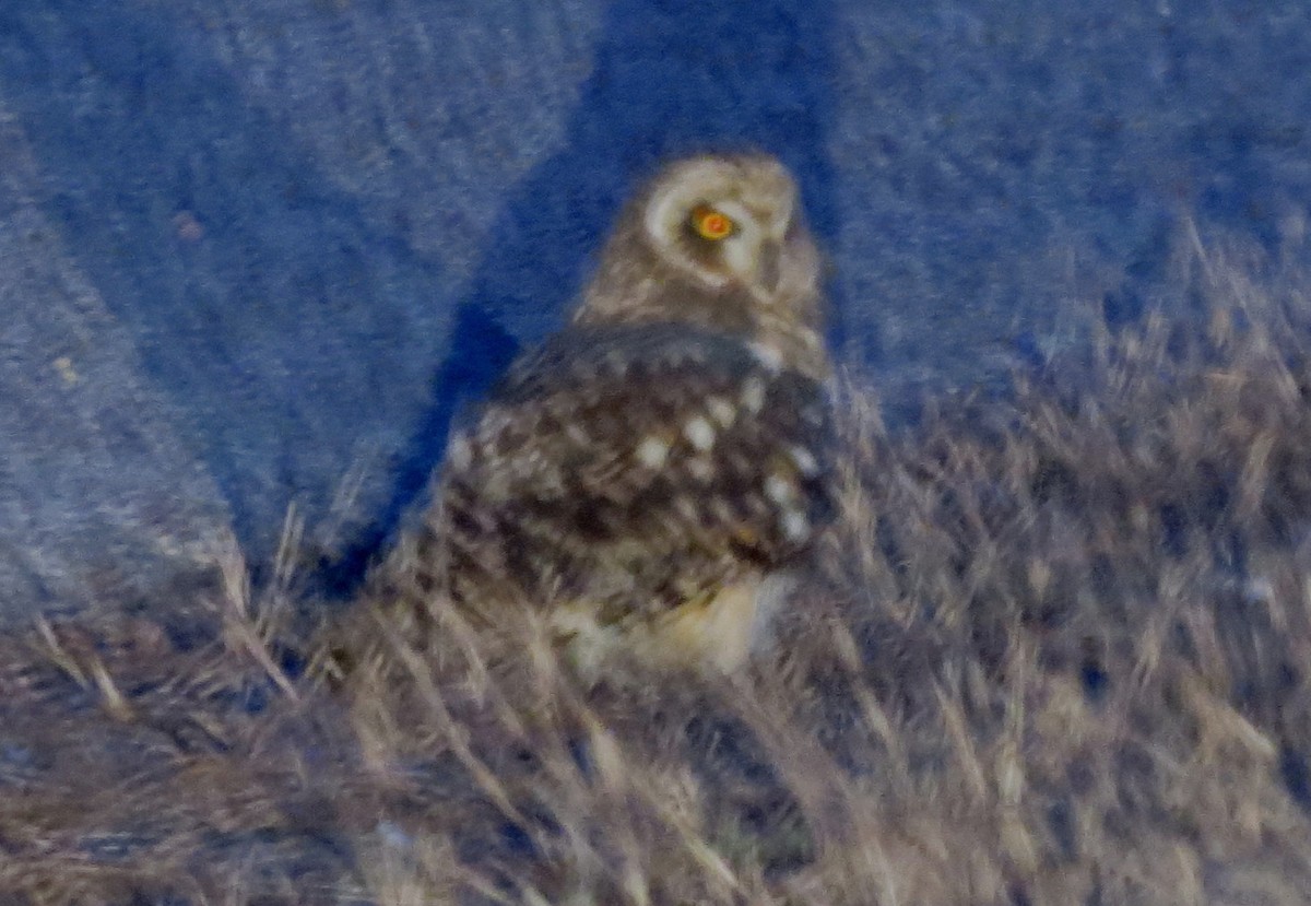 Short-eared Owl - Anne Geraghty