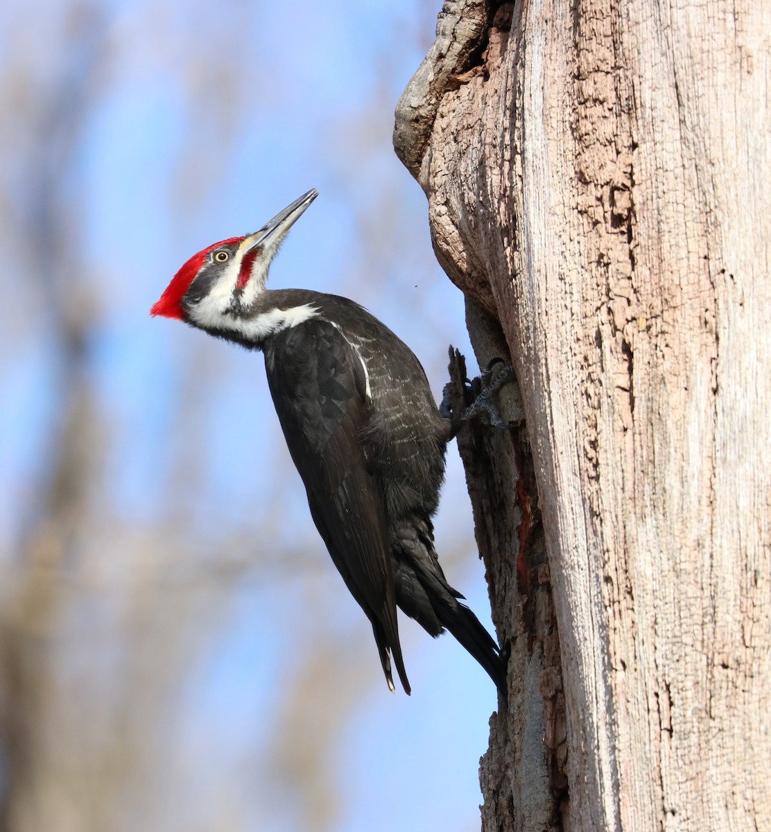 Pileated Woodpecker - ML208238751