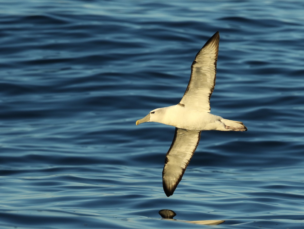 White-capped Albatross - ML208240511