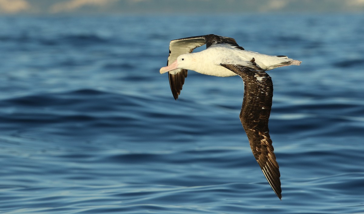 Albatros des Antipodes (gibsoni) - ML208241681