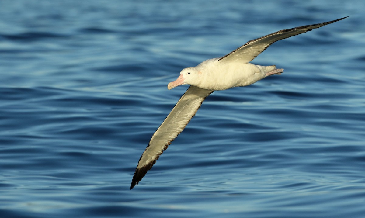Albatros des Antipodes (gibsoni) - ML208241691