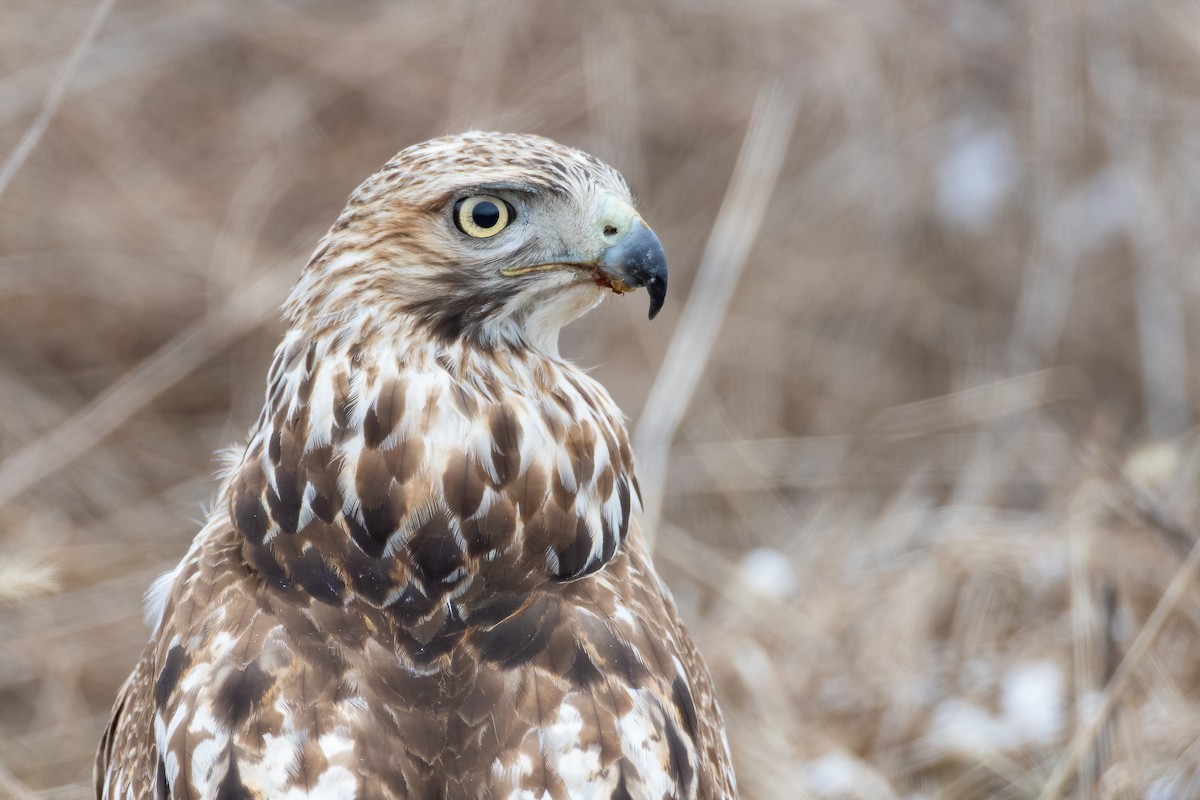 Red-tailed Hawk (borealis) - Ryan Sanderson