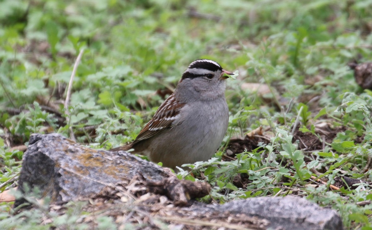 White-crowned Sparrow (Gambel's) - ML208250581