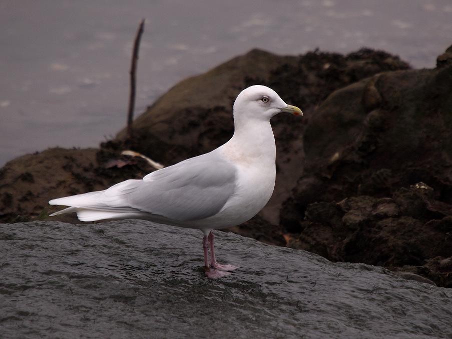 Iceland Gull (kumlieni/glaucoides) - José F. Esparcia Urquía