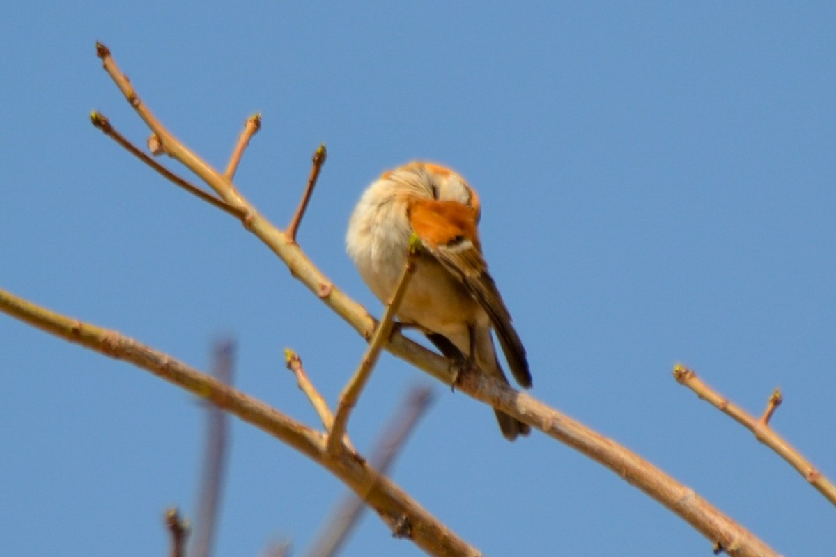 Great Rufous Sparrow - ML208256351